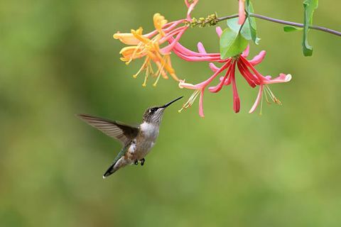 női rubin torkolt kolibri táplálkozik a lonc virágok