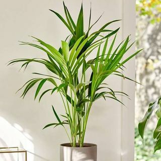 Kentia Palm | Howea Forsteriana