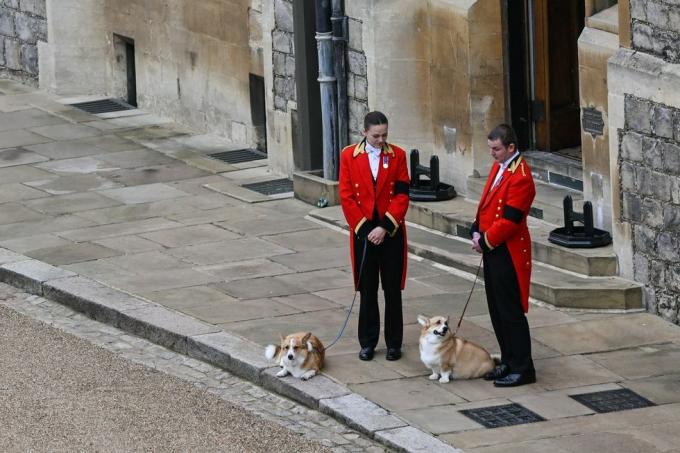 Erzsébet királynő temetési corgis