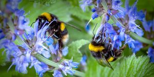 Darázs méhek nyüzsögnek egy Oldham-kertben egy szalávia növény körül.