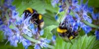 Hogyan lehet megmenteni az emberi fajt a cukor és a víz keverékével - mentsük el a méheket