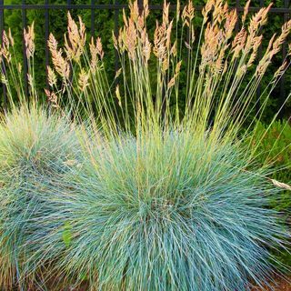 Fescue Grass