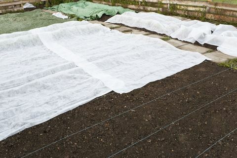 Fagyvédő lapok a kertben: Fehér szőtt szintetikus gyapjú, amely késő tavaszi fagy idején borítja a fiatal növényi növényeket.