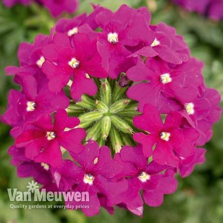 Verbéna 'Vectura® Purple'