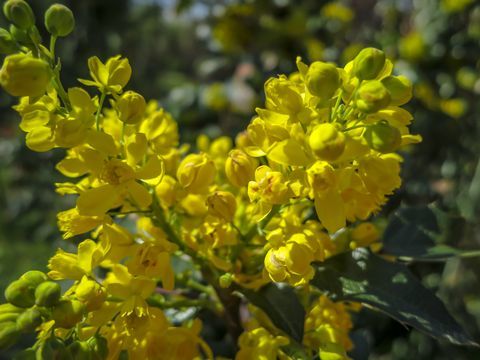 Lágy fókusz élénk sárga színű tavaszi virágok Mahonia Aquifolium a sötétzöld növény ellen. Csodálatos természetes háttér minden ötlethez.