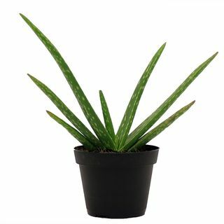 Aloe Vera növény 