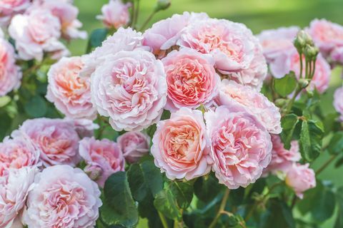 David Austin Roses két új angol rózsafajtát mutat be az RHS Chelsea Flower Show-n