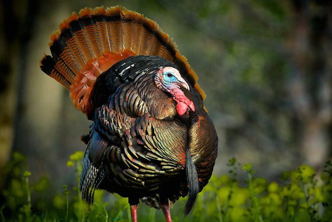 A hálaadás napjának szórakoztató tényei – Benjamin Franklin Törökország nemzeti madár
