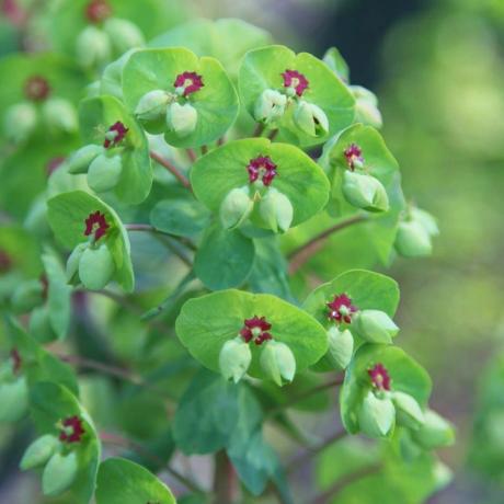 Euphorbia