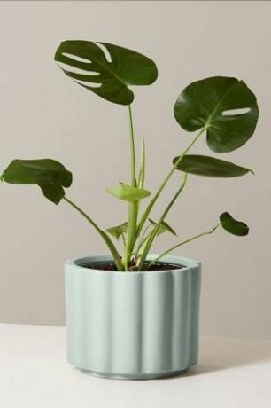 Monstera Deliciosa ajándékcserép