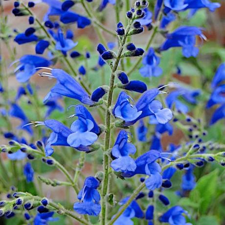 Salvia sagittata x 