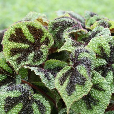 Begonia masoniana