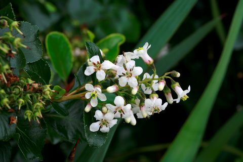 Escallonia 'Iveyi'