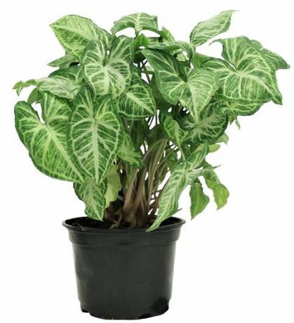 növények, az amazon.com