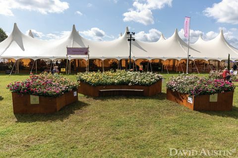 david austin, a rózsák szivárványos installációja, a rhs hampton court palota virágkiállítása, 2021