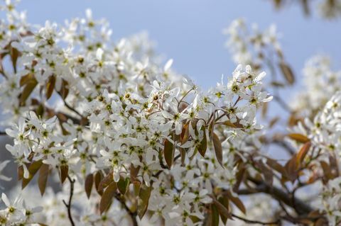 amelanchier lamarckii lombhullató virágos cserje, fehér virágok csoportja ágakban virágzás, havas mespilus növényfajta