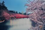 Japán cseresznyevirág fák virágzanak 6 hónappal korábban