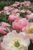 A pünkösdi rózsa egészségügyi előnyei