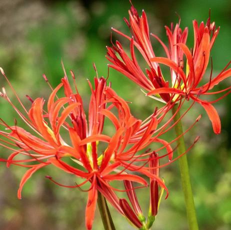 szegélynövény, közeli fotó egy napsütéses napon egy vidéki kertben virágzó, nyáron, ékszerliliomnak is nevezett, élénk vörös nerinesről