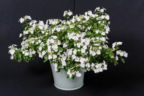 A Hortenzia Runaway Menyasszonyot Hófehérke koronázták a Chelsea Virágkiállítás 2018 Év növényévé.