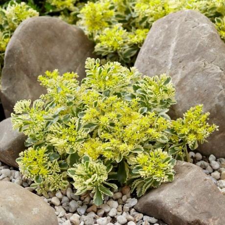 Sedum takeimense atlantis (