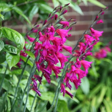 Gladiolus communis subsp. byzantinus