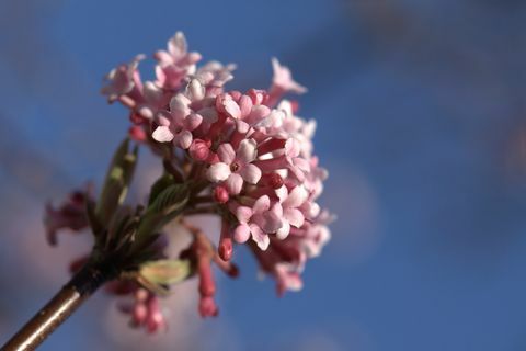 rózsaszín virágok Viburnum x bodnantense Dawn