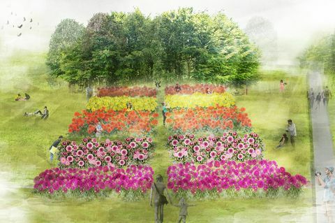 Dahlia illusztráció az RHS Flower Show Tatton Park 2019-ben