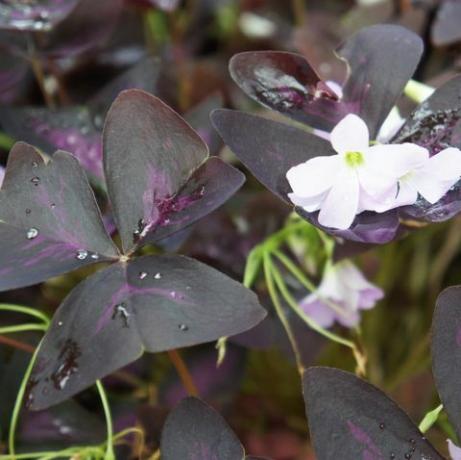 Oxalis regnellii atropurpureum növény lila lombozatú és fehér virágokkal