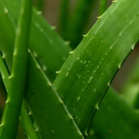 aloe vera növény