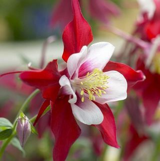 Aquilegia Red & White - Nagyi motorháztető, Columbine Red Star