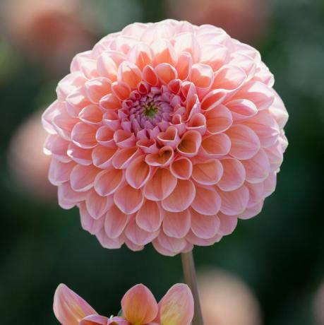 Dahlia 