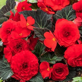 Begonia Mocca Red nyári ágynemű 17 cm, 2 db-os csomag