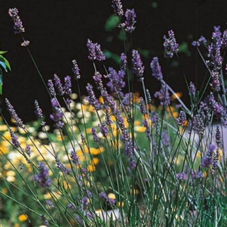 Lavandula x intermedia 