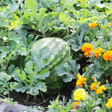 nagy érett görögdinnye citrullus lanatus egy nyári kertben