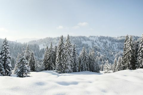 Hóval borított táj és örökzöldek Németországban