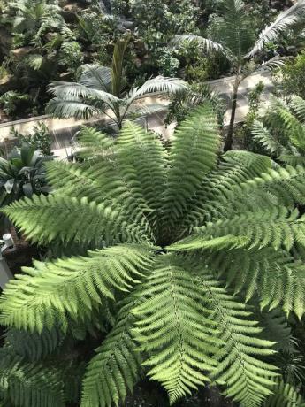 A mérsékelt ház, Kew Gardens