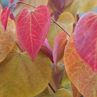 Cercis Canadensis „Örök láng”®