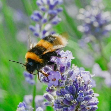 a méh nektárt gyűjt a levendulából, a méh virágporral is borítja, és más növényekre is átkerül, miközben táplálkozik