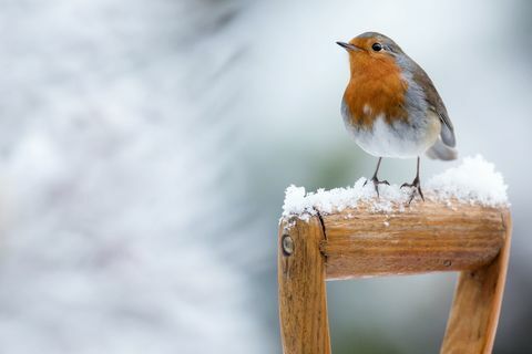 Robin téli hóban - ásó fogantyúval ülve