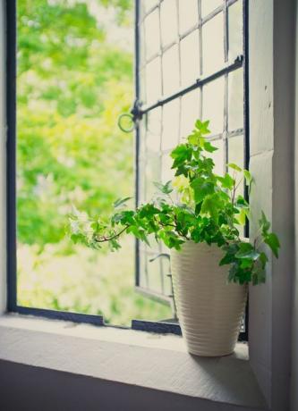 A zöld borostyán növény nyitott ólomú ablak mellett ült