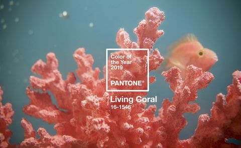 Az 2019-es év pantantoni színe - élő korall