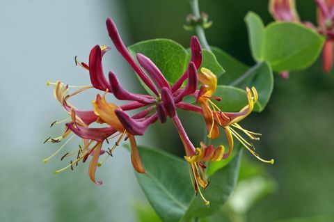 Heckrotts lonc (Lonicera x heckrottii), egyvirág, Baden-Wuerttemberg, Németország