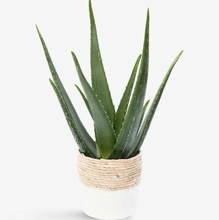Aloe Vera növény és szalmakosár