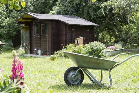 Talicska növény a kertben és fészer a háttérben