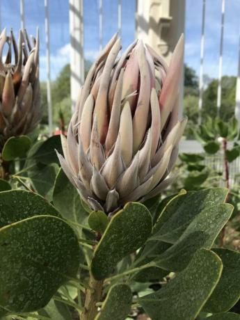 Mérsékelt ház, Kew Gardens