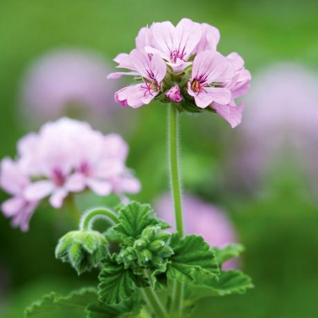 Pelargonium 'Attar of Roses'