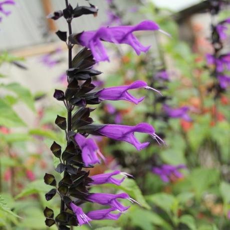 Salvia Amistad