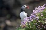 A Scottish Wildlife Trust valakit keres ezen a lenyűgöző távoli szigeten