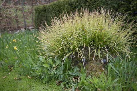 Az Egyesült Királyságban az első állandó Hedgehog utcai kertet a RHS Harlow Carr-nál, North Yorkshire-ben mutatták be.